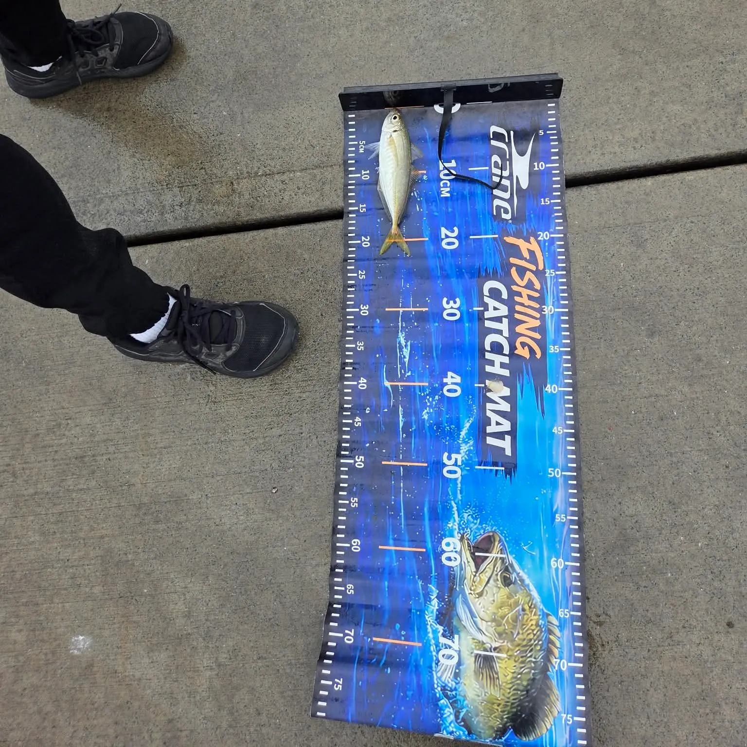 Yellowtail scad caught on Fishbrain