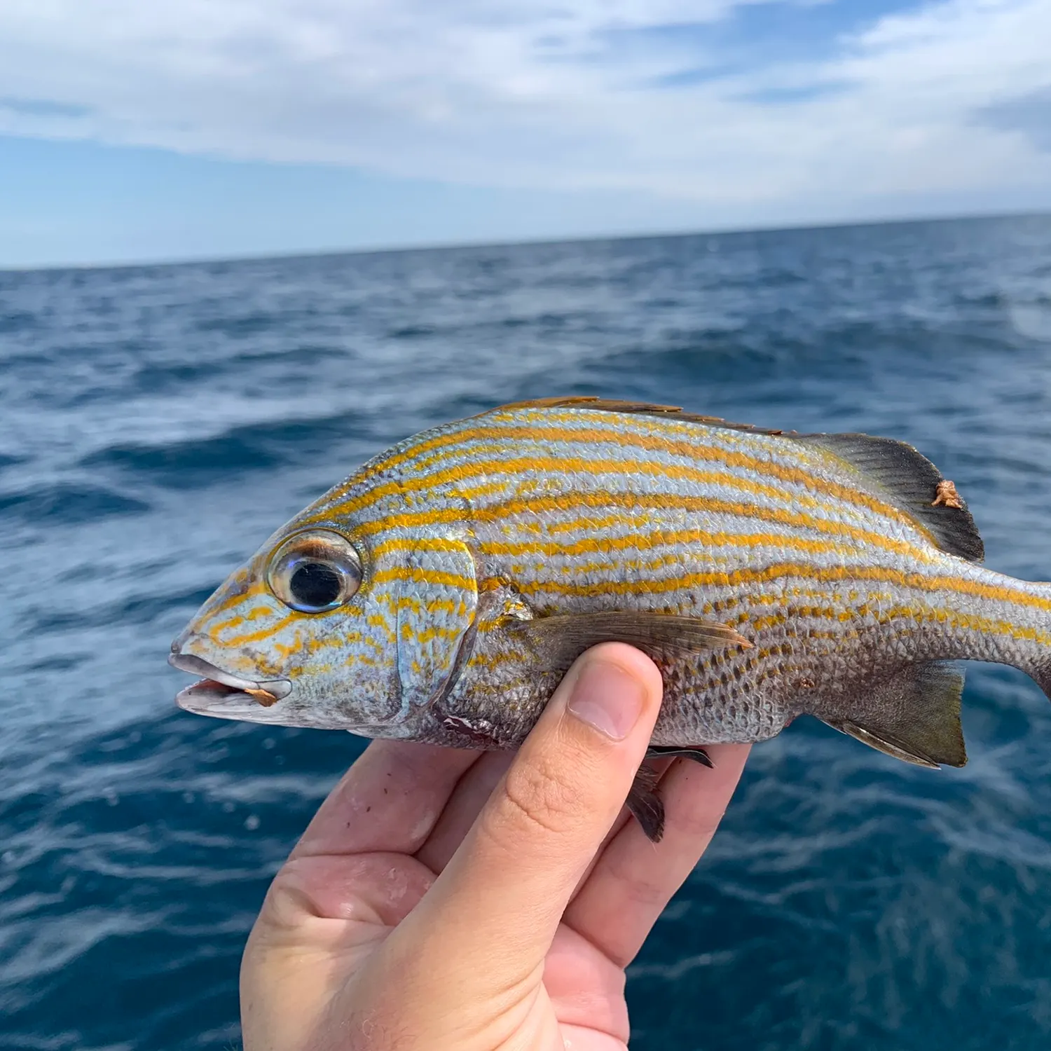 The most recent Caesar grunt catches on Fishbrain