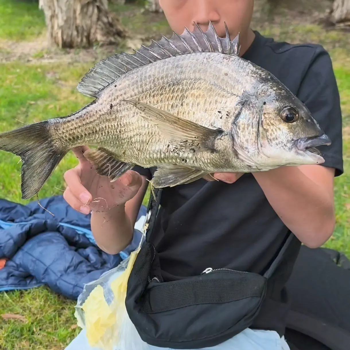 Southern black bream caught on Fishbrain