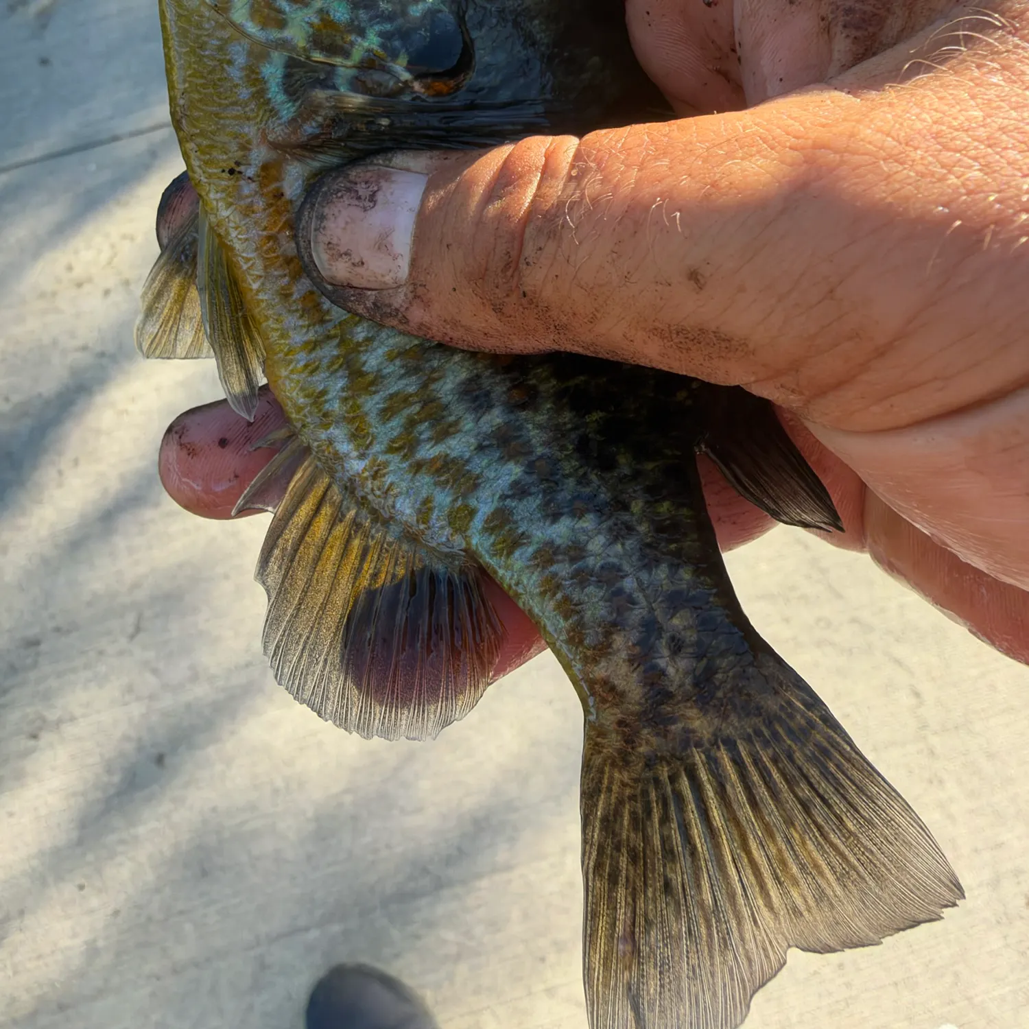 Pumpkinseed caught on Fishbrain