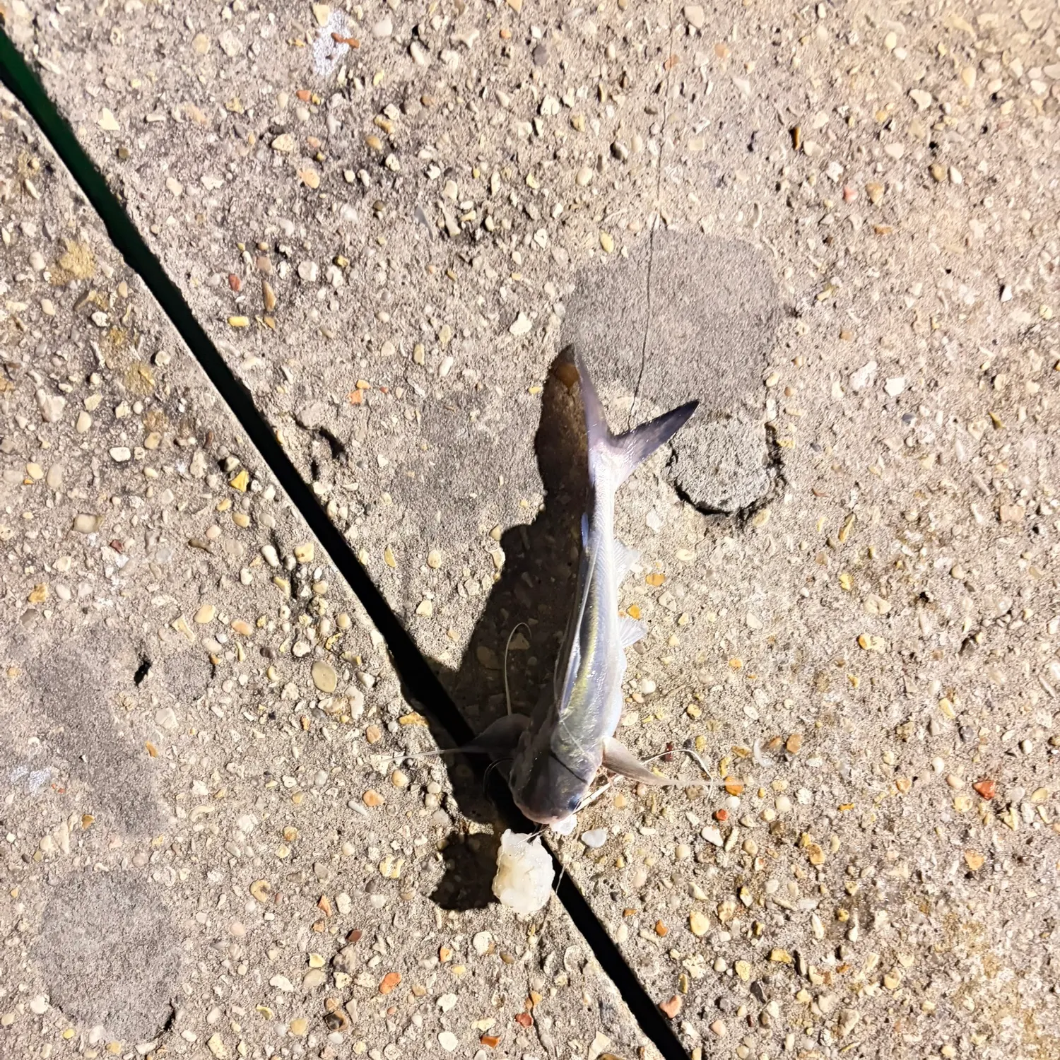 Gafftopsail sea catfish caught on Fishbrain