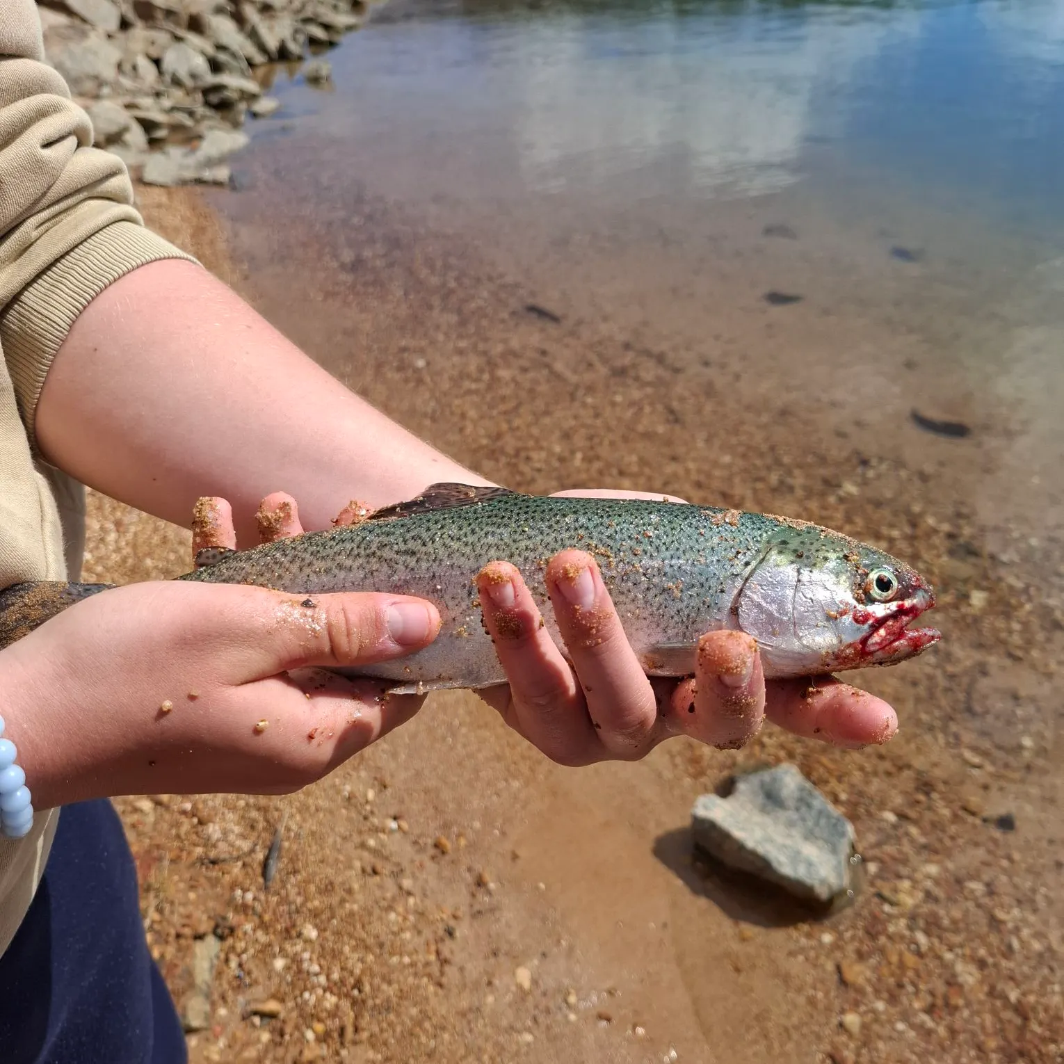 Rainbow trout caught on Fishbrain