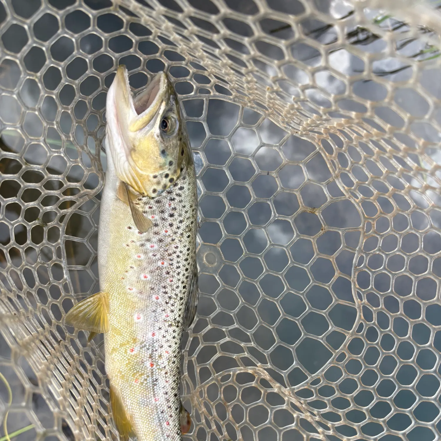 Brown trout caught on Fishbrain