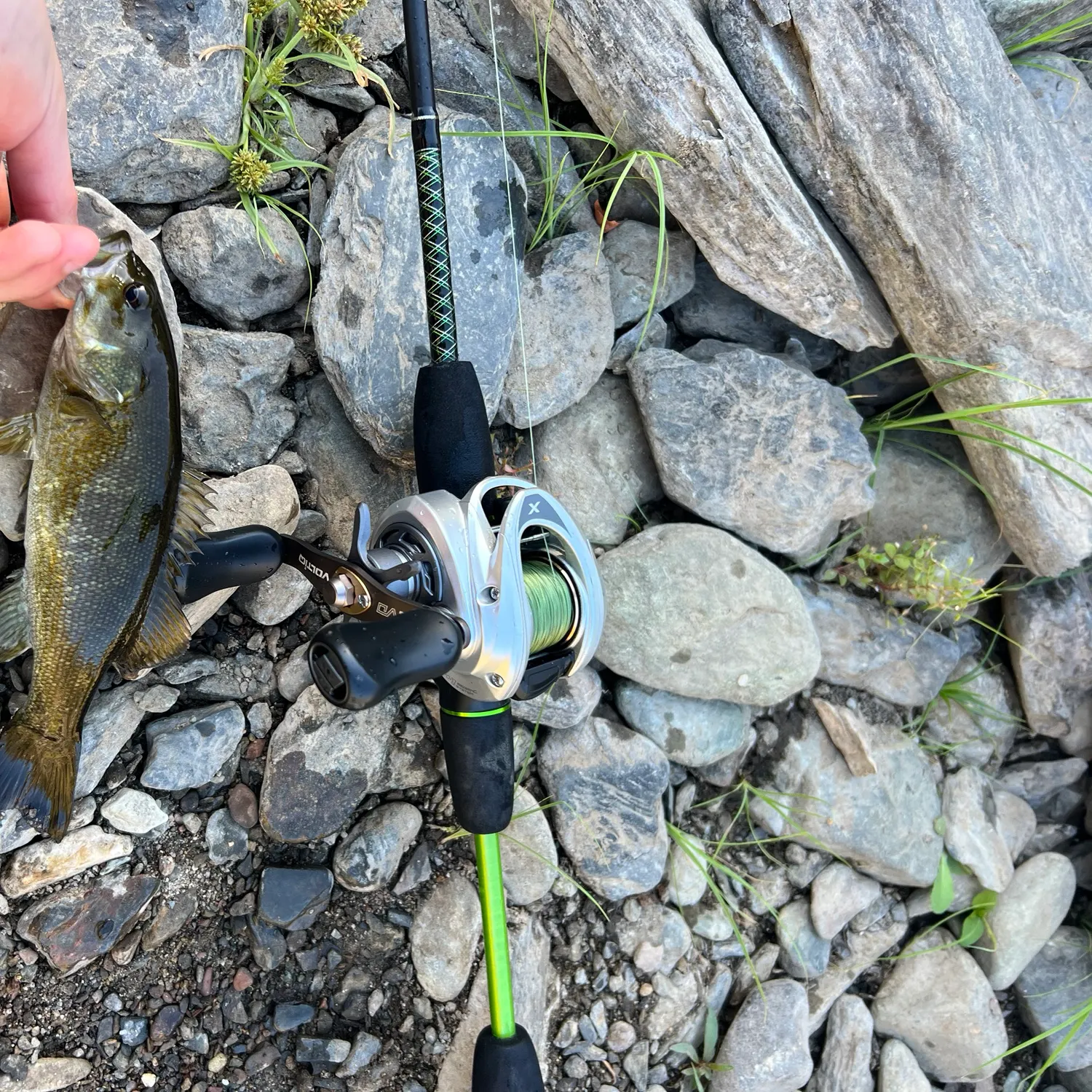 Smallmouth bass caught on Fishbrain
