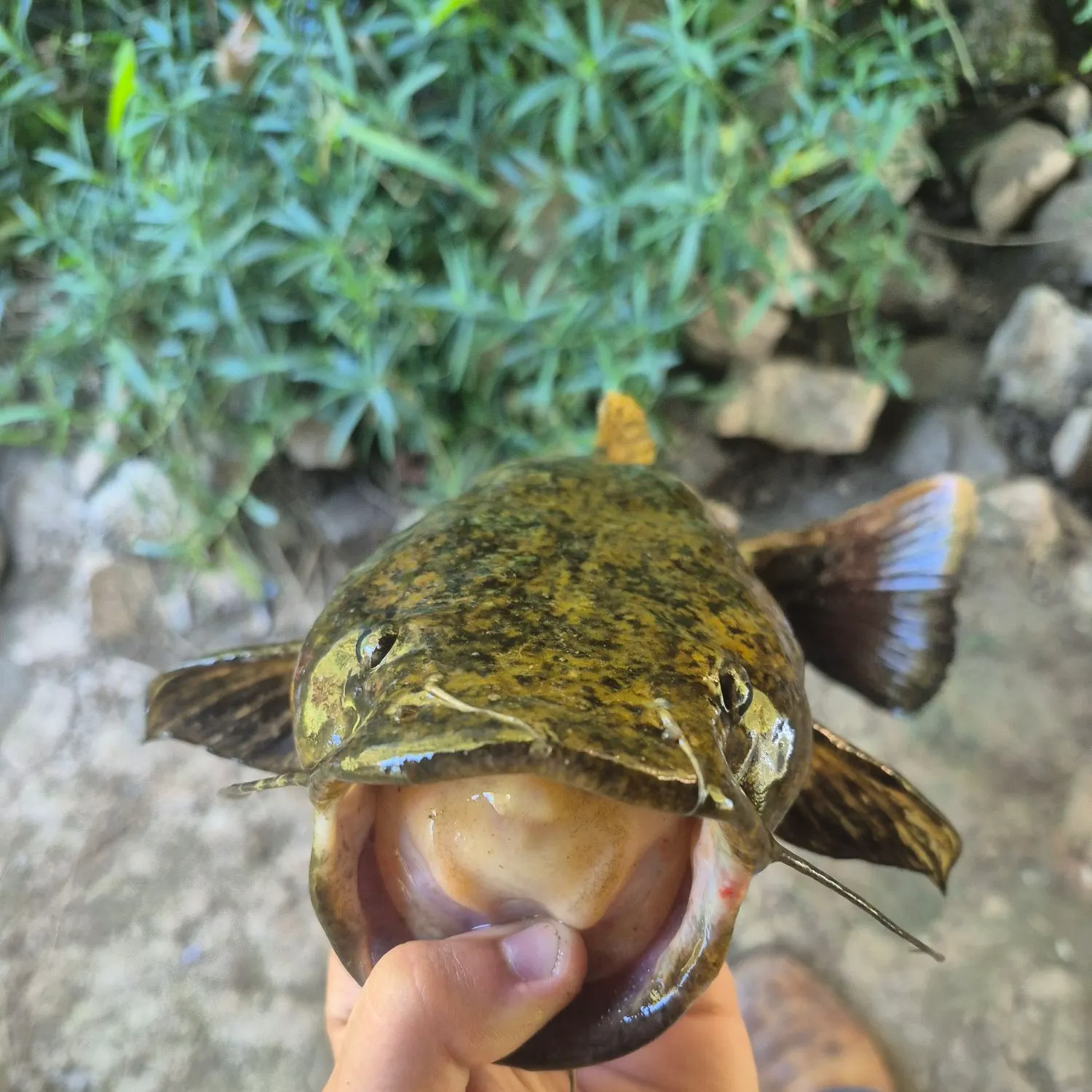 Flathead catfish caught on Fishbrain