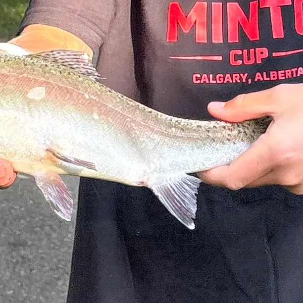 Rainbow trout caught on Fishbrain