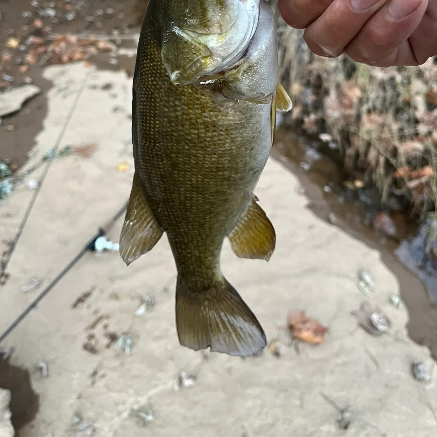 Smallmouth bass caught on Fishbrain