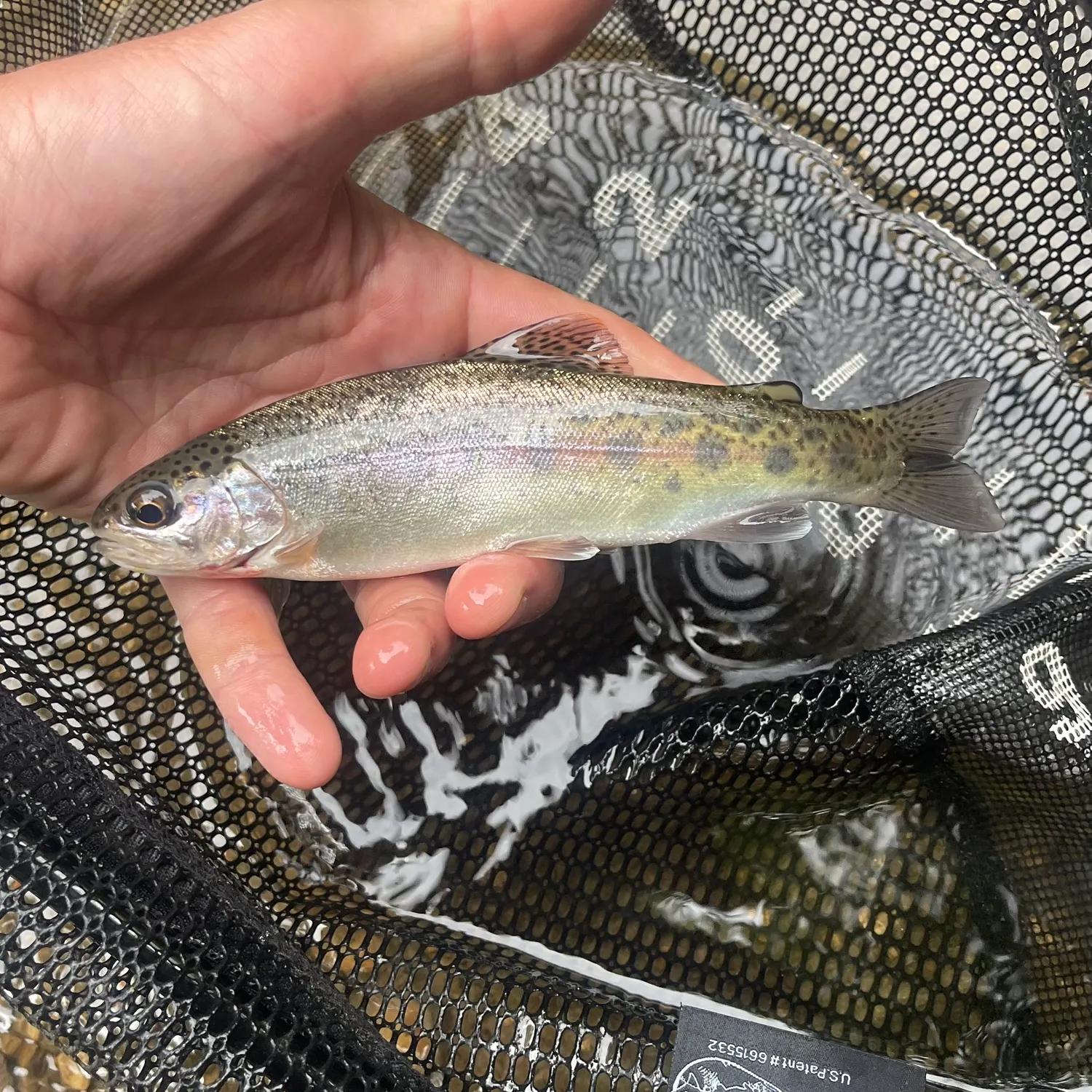 Rainbow trout caught on Fishbrain