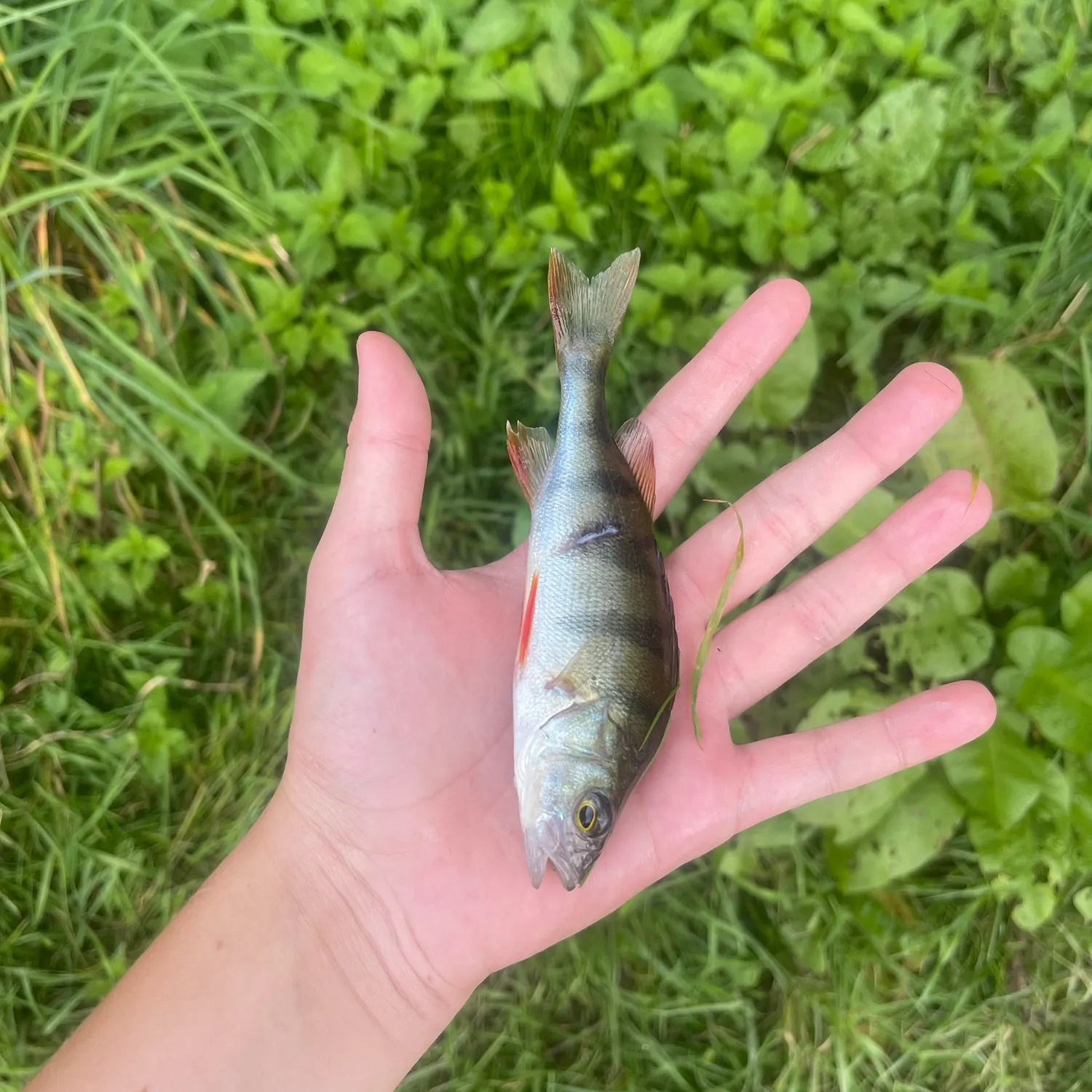 Fish caught on Fishbrain
