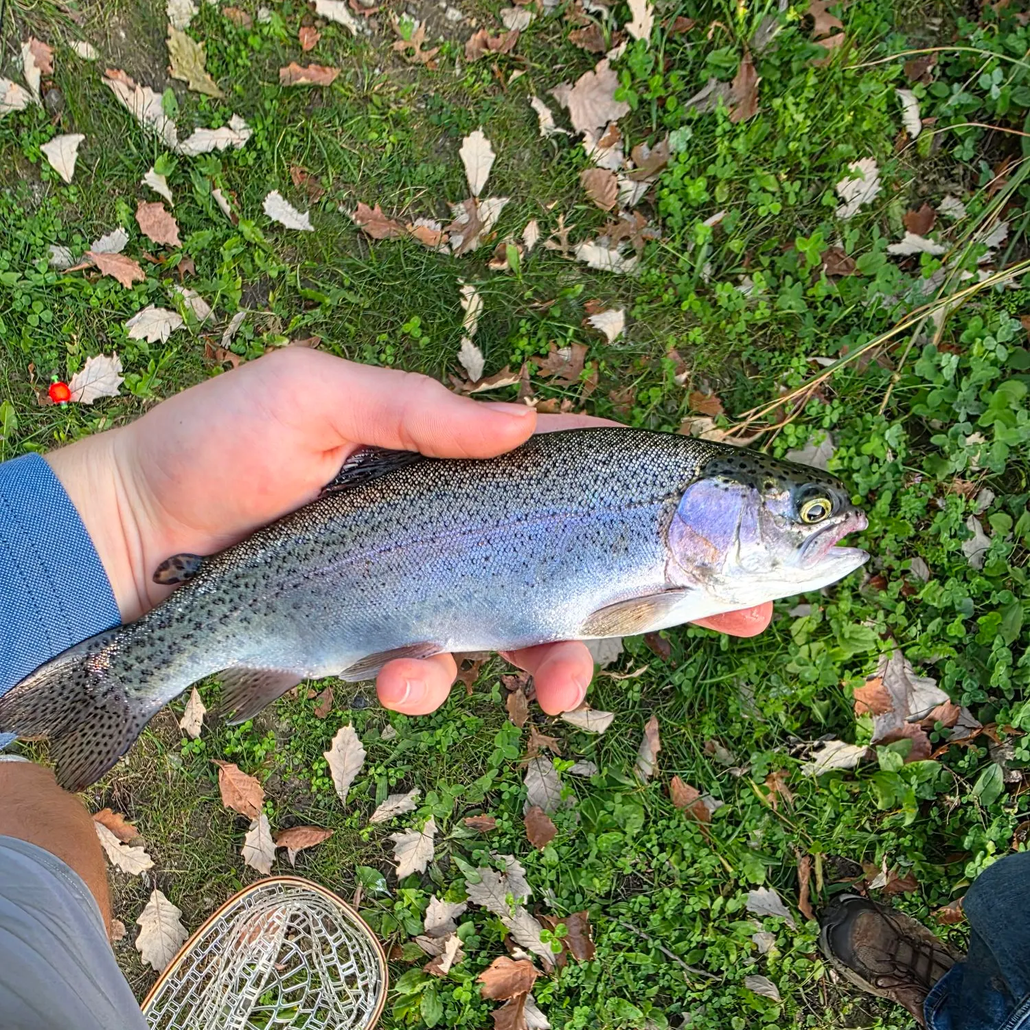 Rainbow trout caught on Fishbrain
