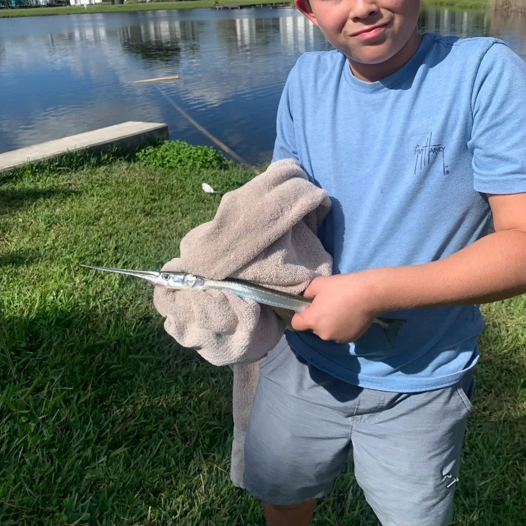 The most recent Flat needlefish catches on Fishbrain