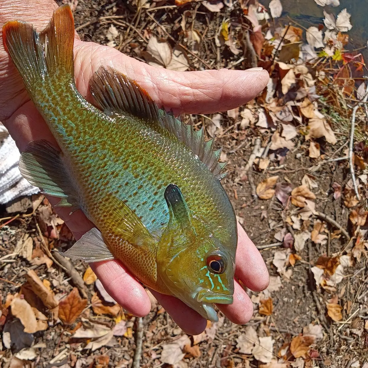 Redbreast sunfish caught on Fishbrain