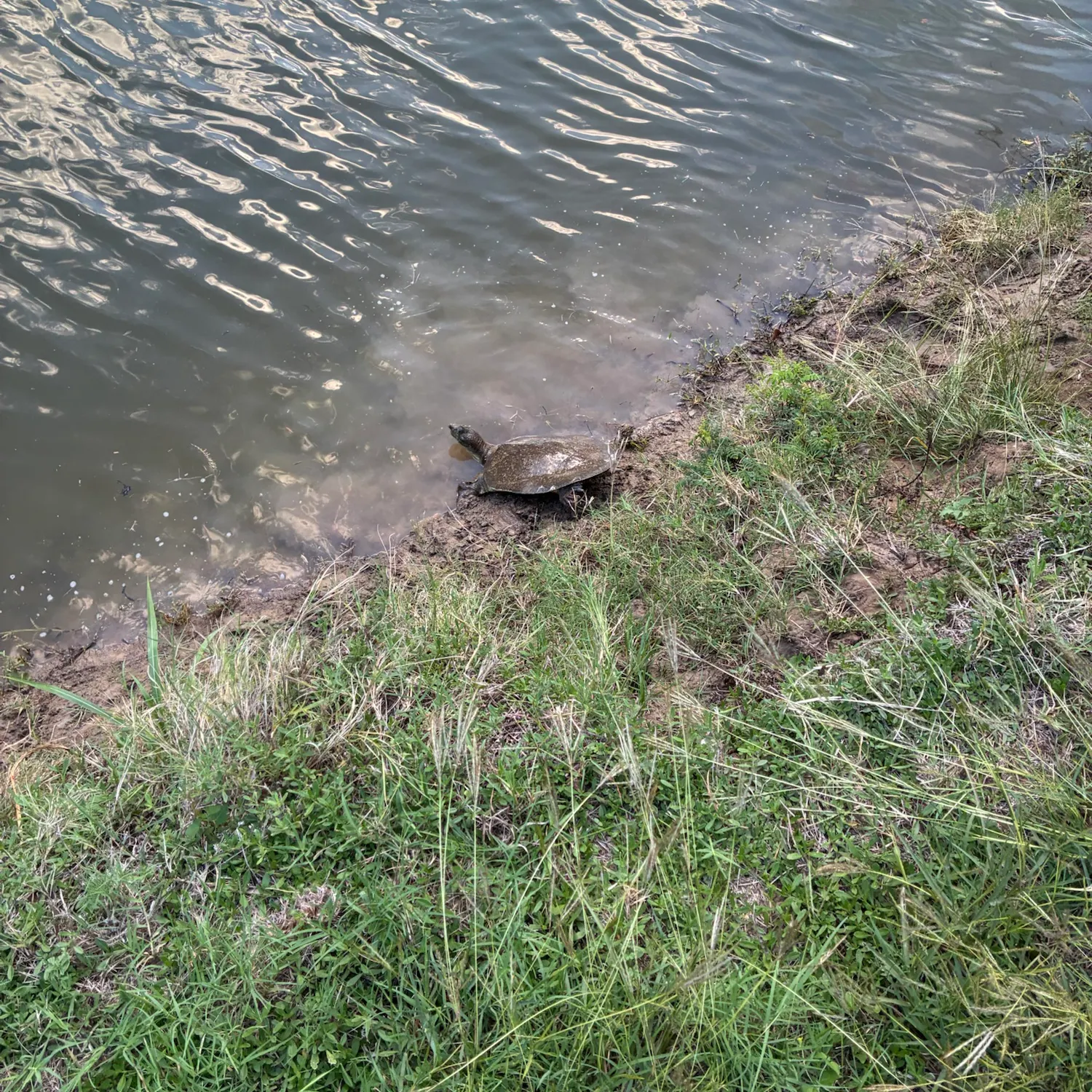 Spiny softshell turtle caught on Fishbrain