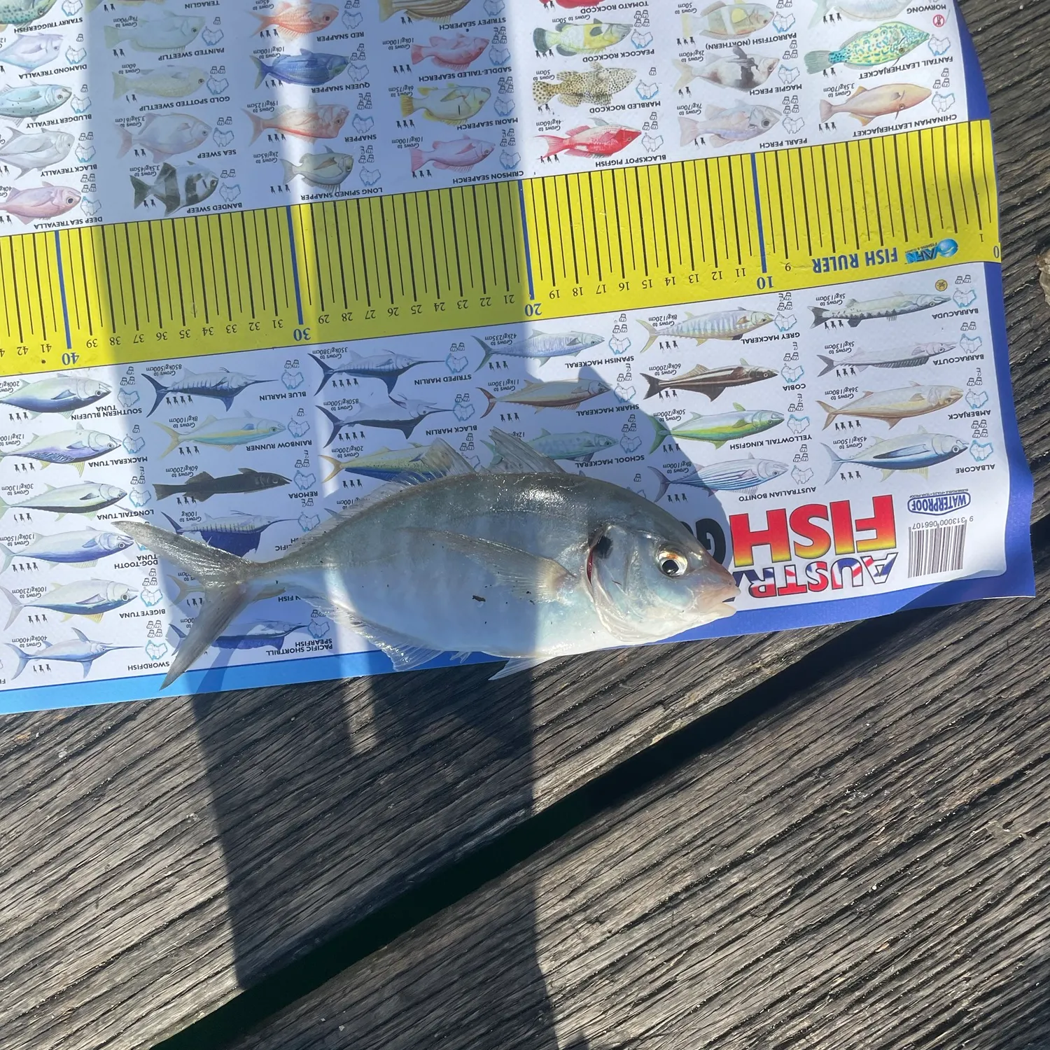 White trevally caught on Fishbrain