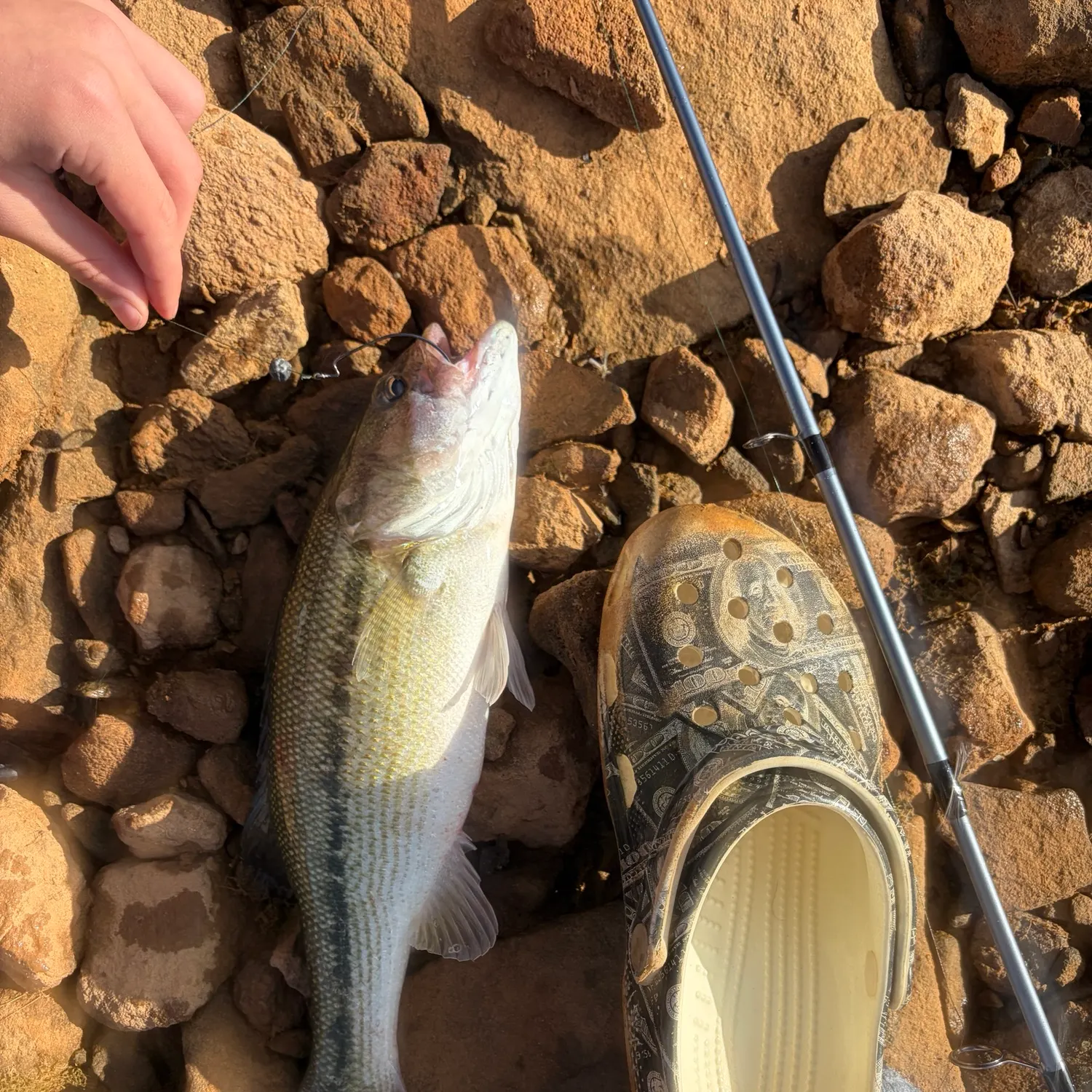 Spotted bass caught on Fishbrain