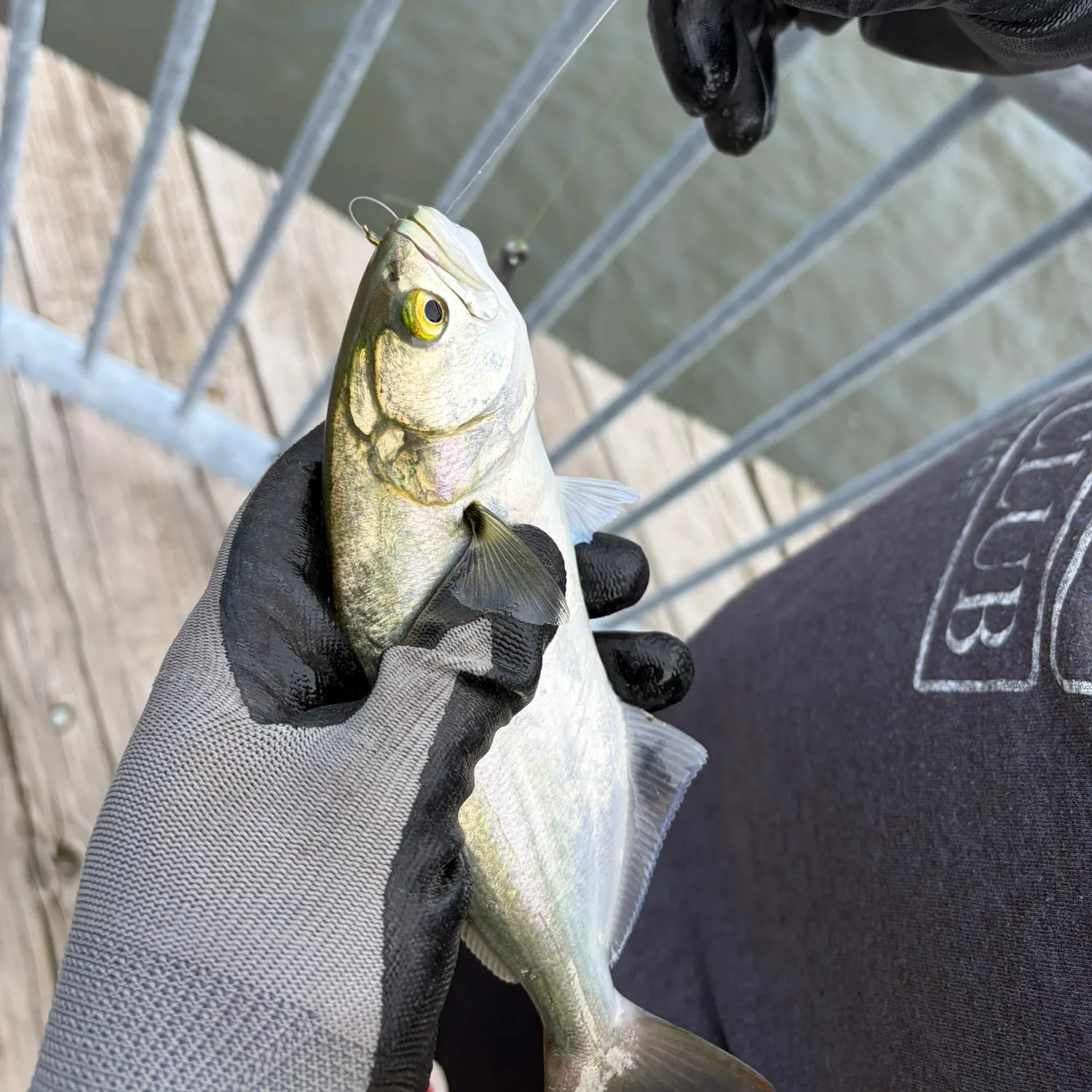Bluefish caught on Fishbrain