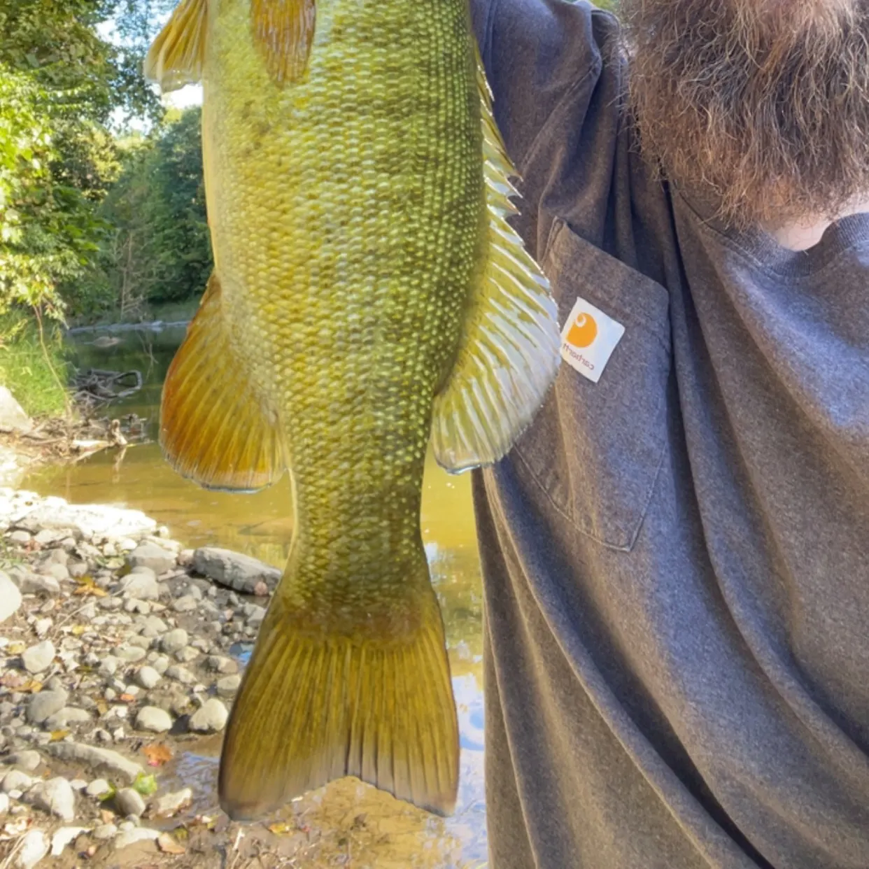 Smallmouth bass caught on Fishbrain