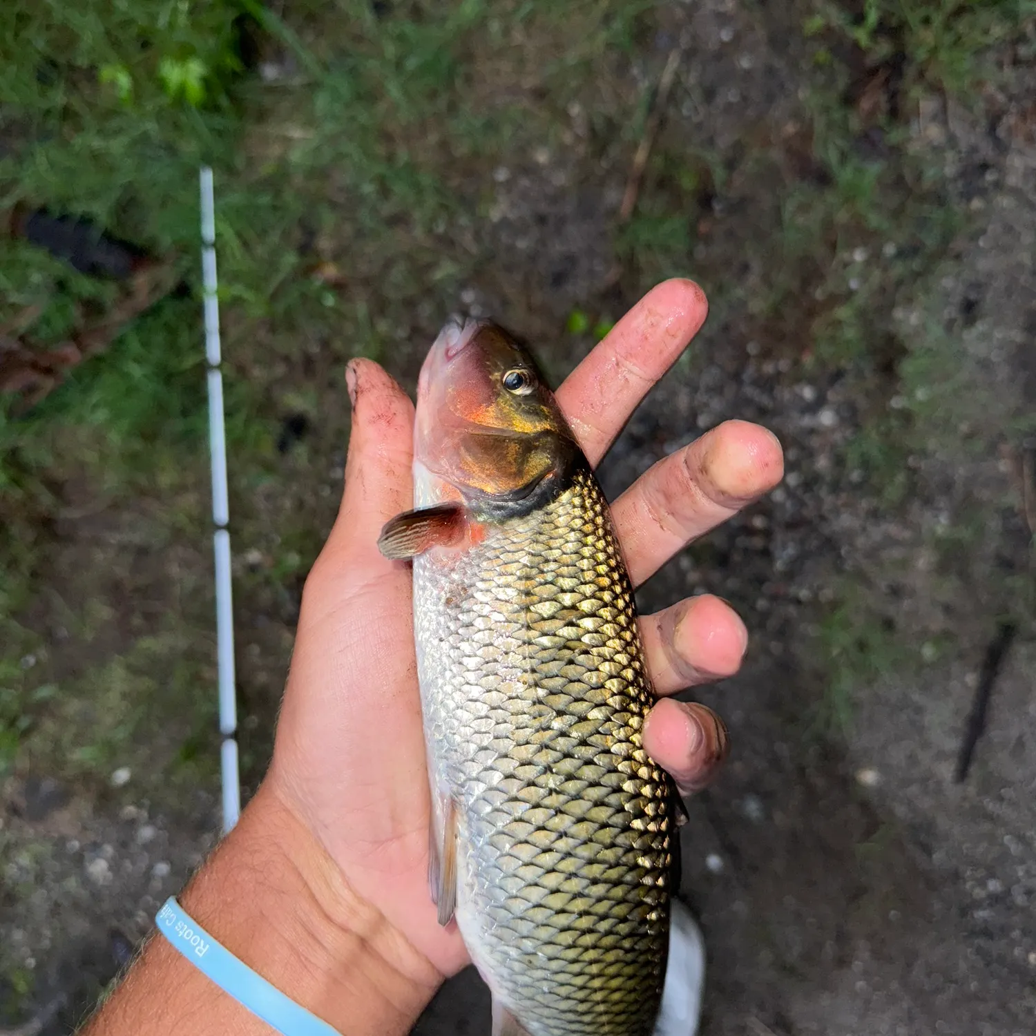 The most recent Fallfish catches on Fishbrain