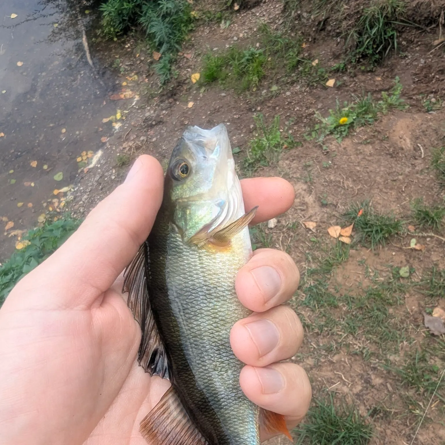 European perch caught on Fishbrain