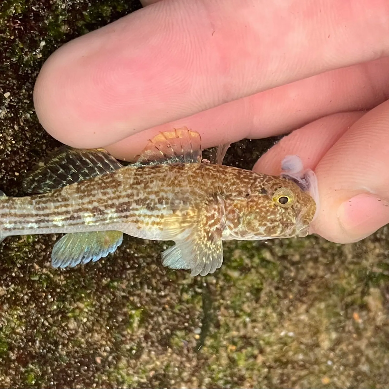 The most recent Cocos frill-goby catches on Fishbrain
