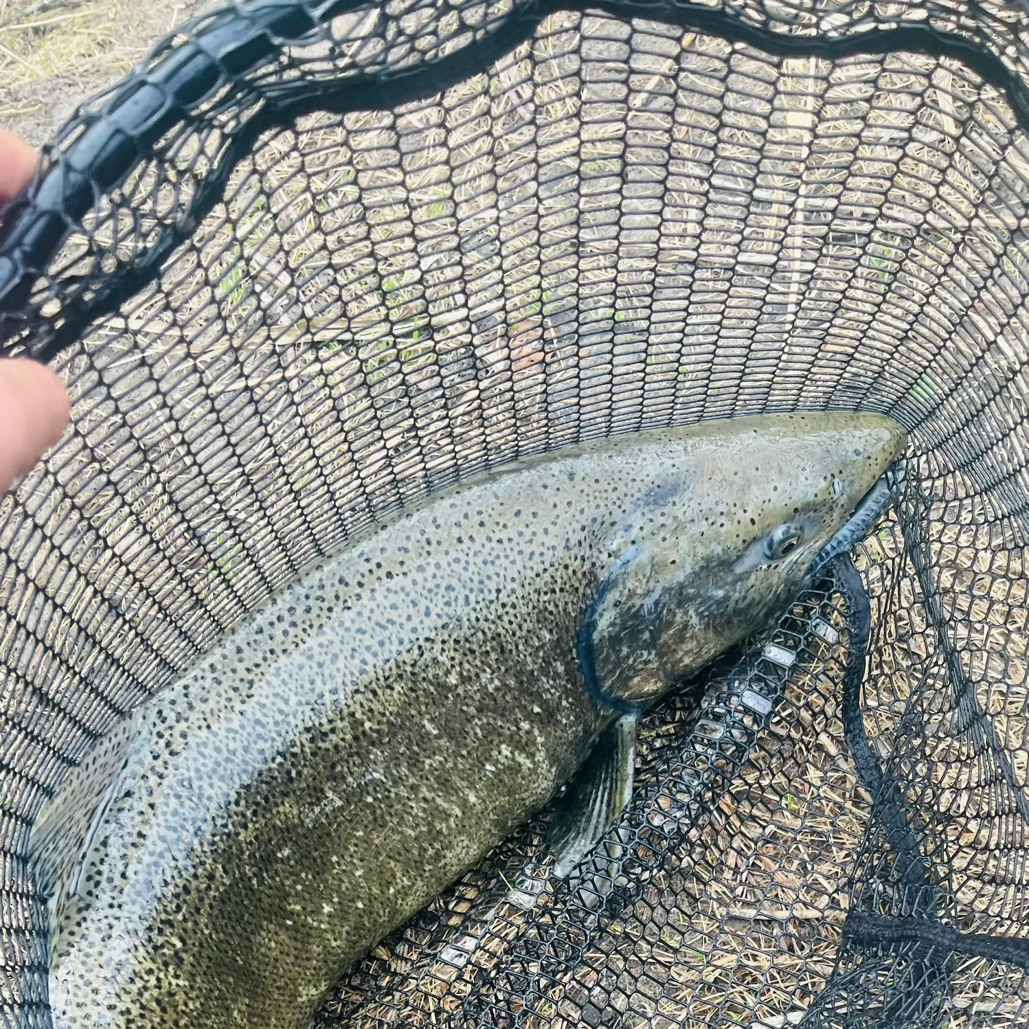 Chinook salmon caught on Fishbrain