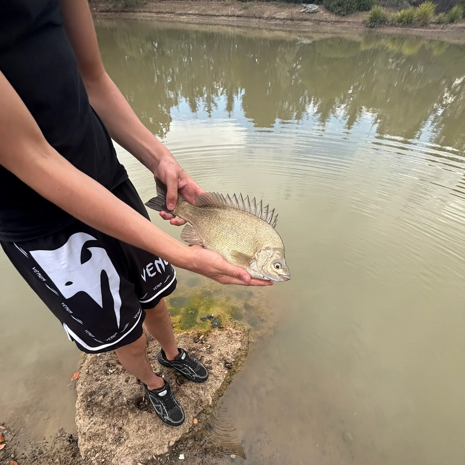 The most recent Bidyan perch catches on Fishbrain
