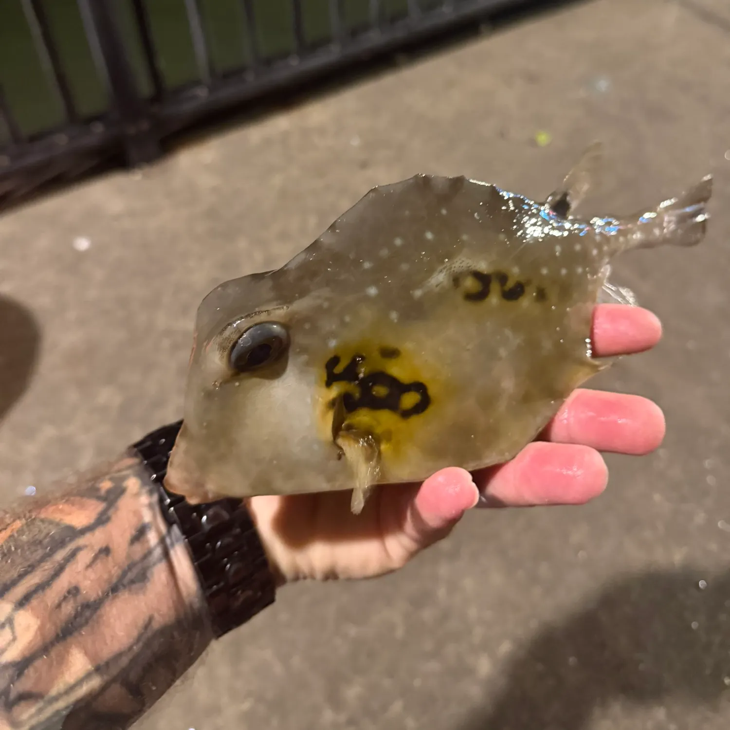 The most recent Buffalo trunkfish catches on Fishbrain
