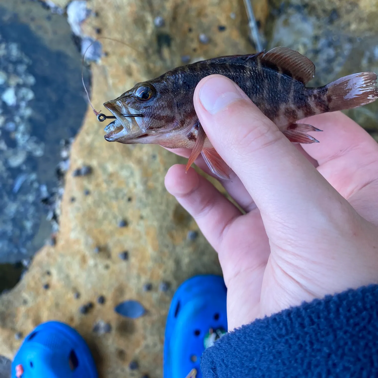 The most recent Peruvian rock seabass catches on Fishbrain