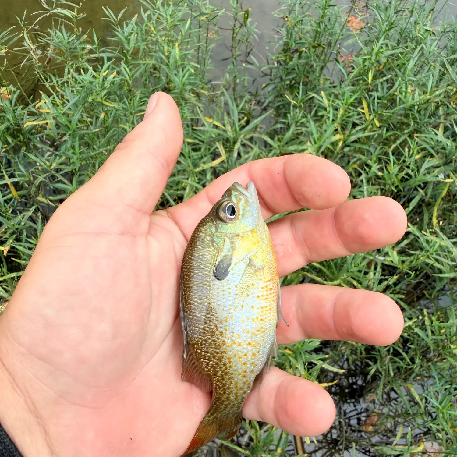 Bluegill caught on Fishbrain