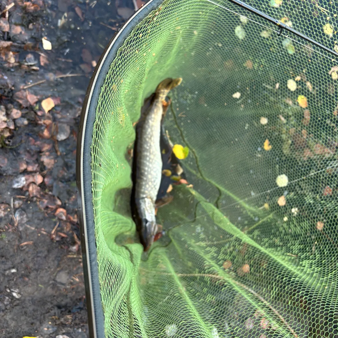 Northern pike caught on Fishbrain