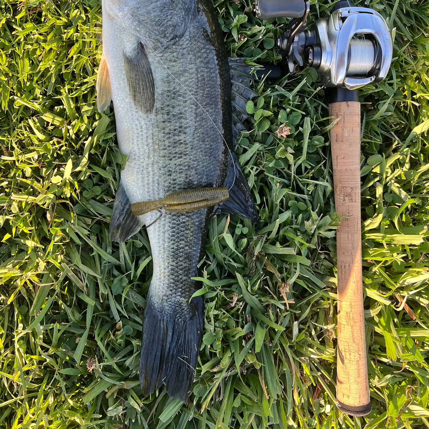 Largemouth bass caught on Fishbrain