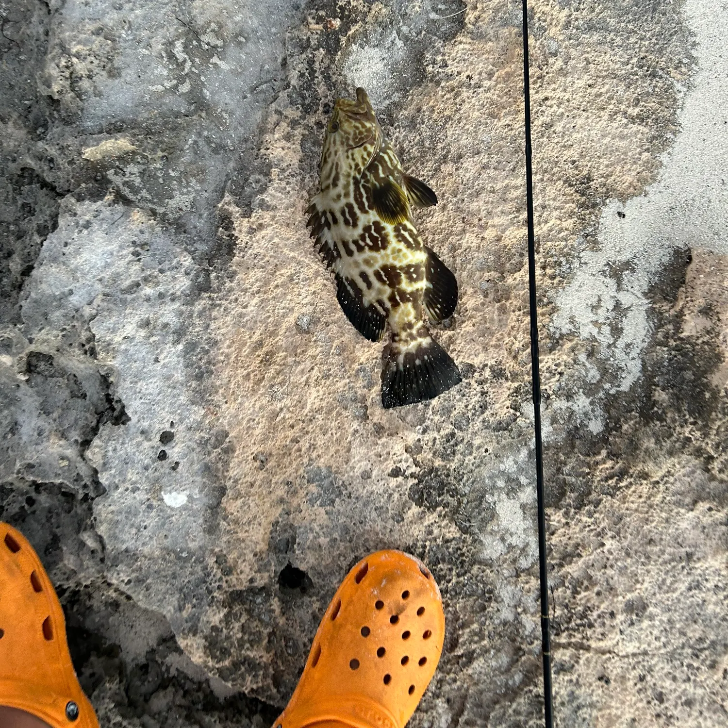 The most recent Black grouper catches on Fishbrain