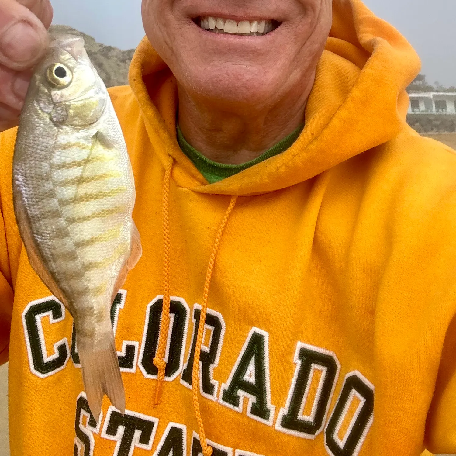 The most popular recent Barred surfperch catch on Fishbrain