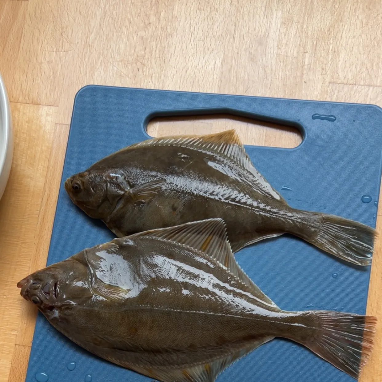 The most recent Black seabream catches on Fishbrain