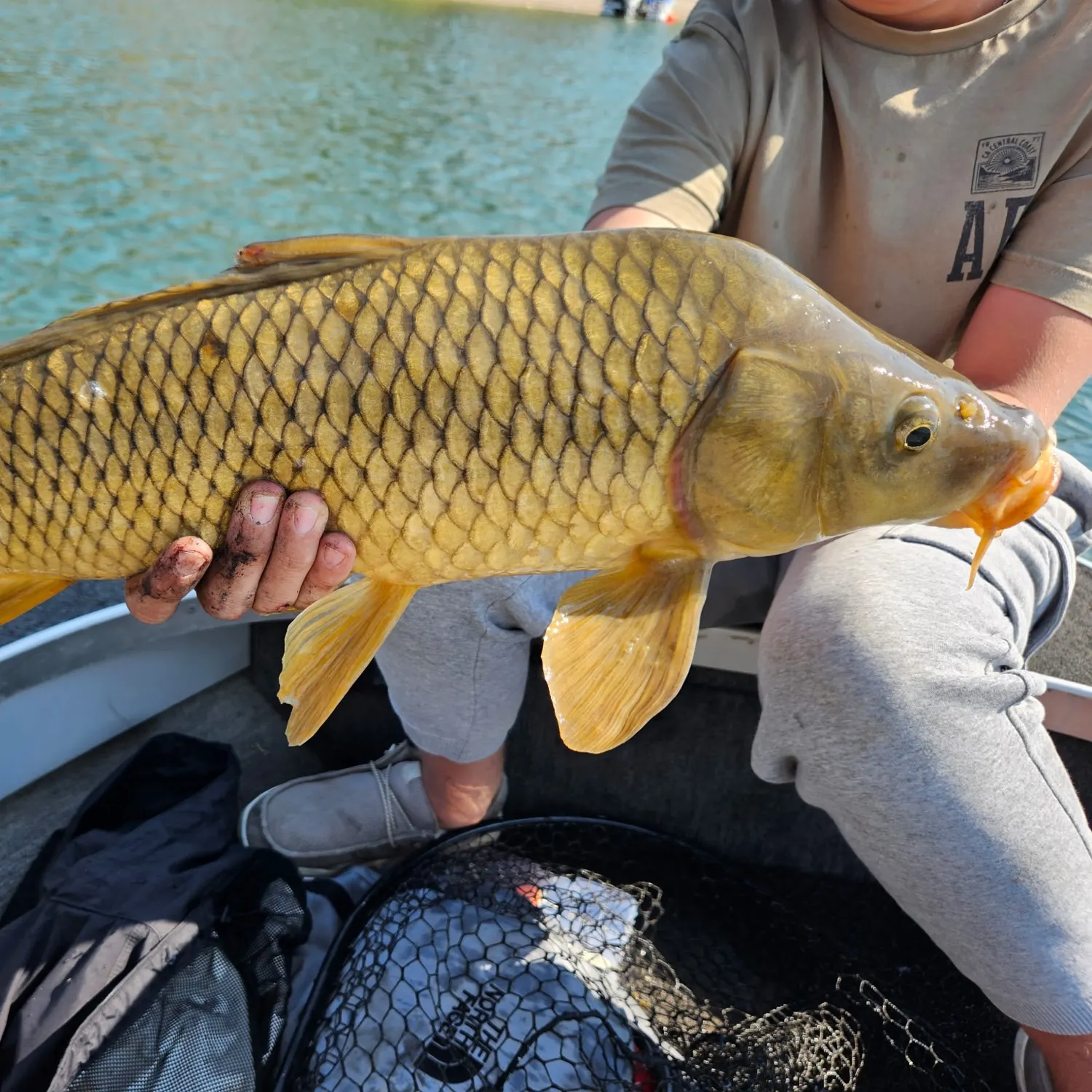 Common carp caught on Fishbrain