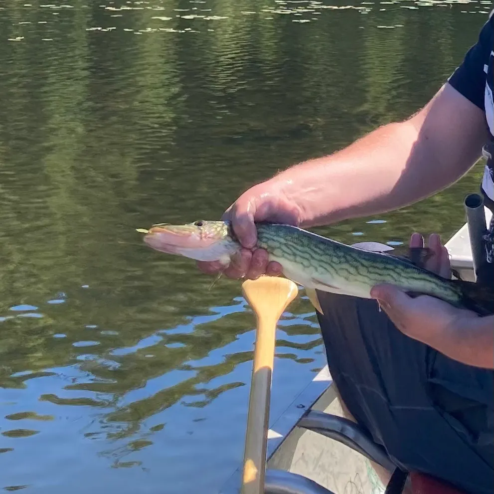 Chain pickerel caught on Fishbrain