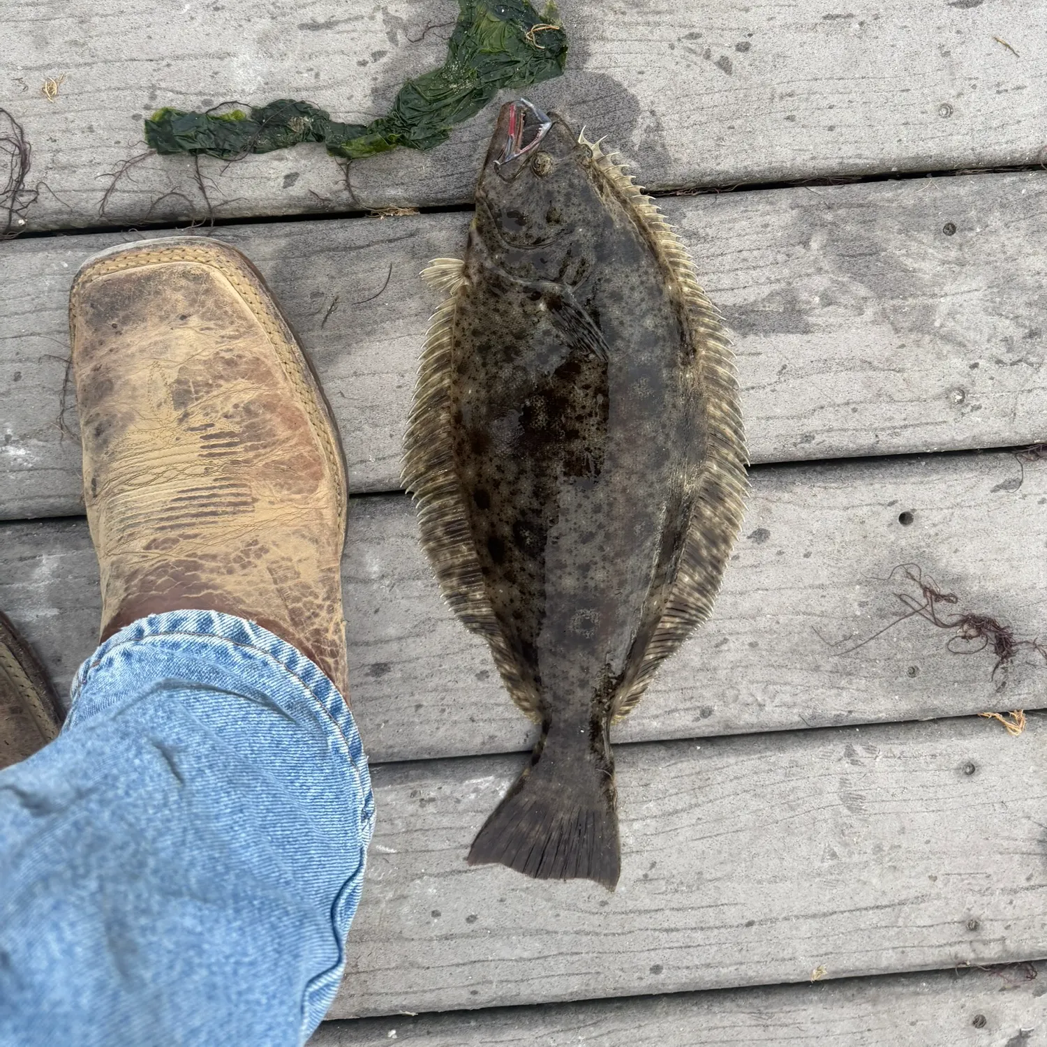 The most recent California halibut catches on Fishbrain