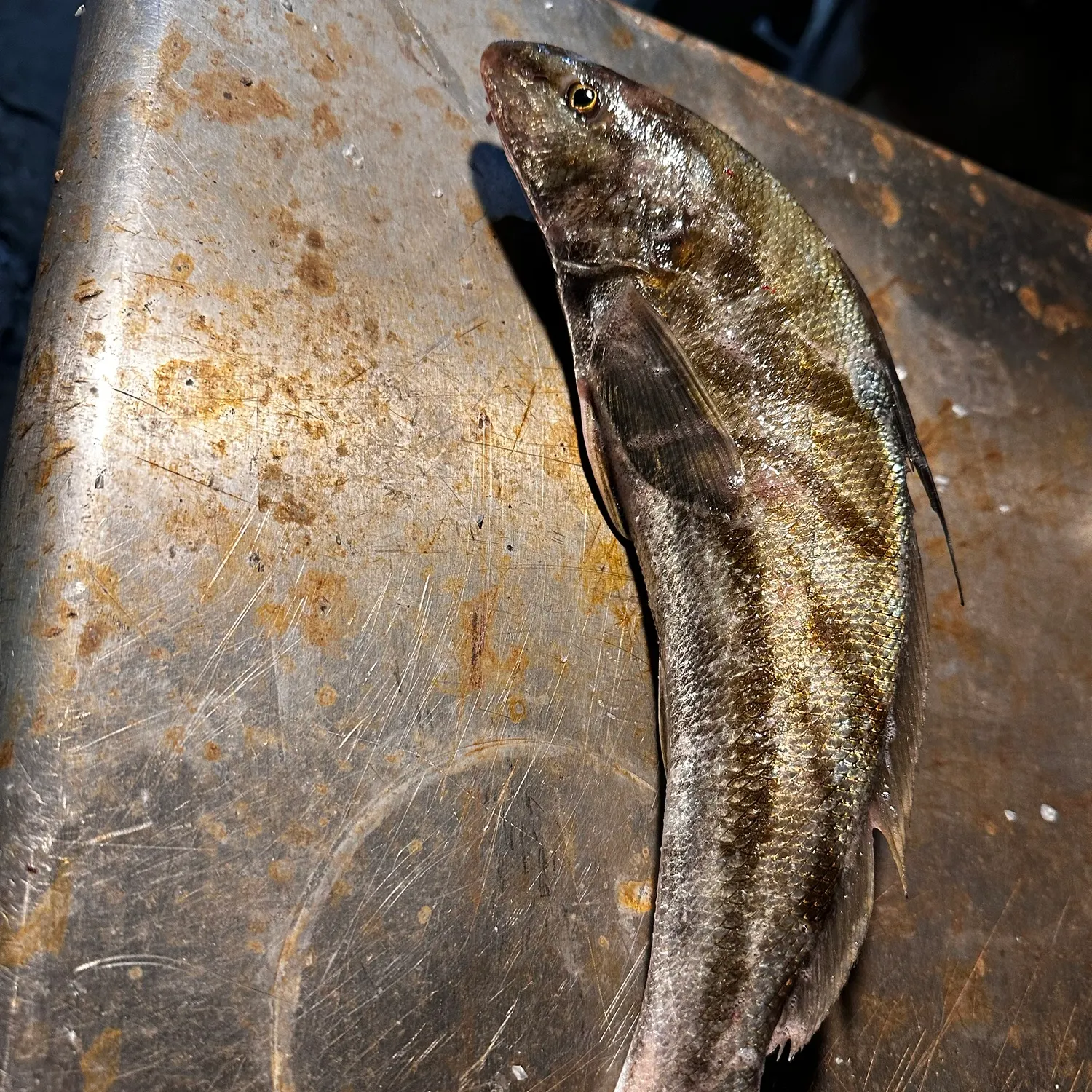Northern kingcroaker caught on Fishbrain