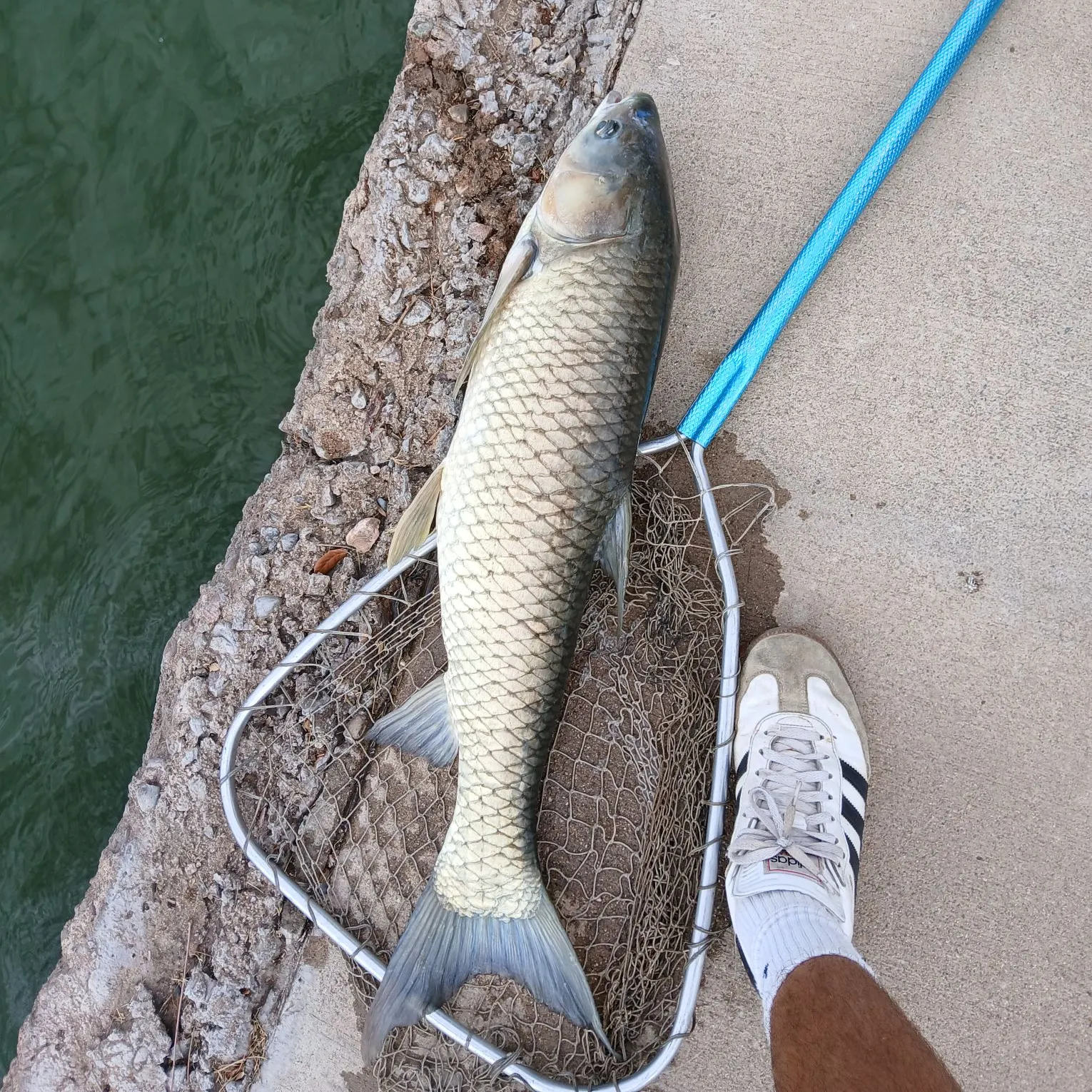 Grass carp caught on Fishbrain
