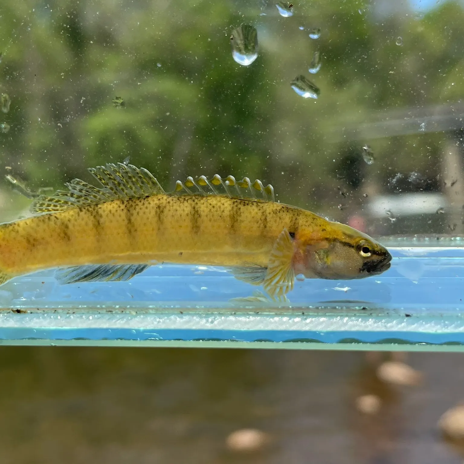 The most popular recent Fantail darter catch on Fishbrain