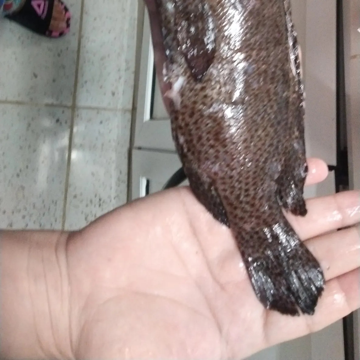 The most recent Atlantic goldeye tilefish catches on Fishbrain