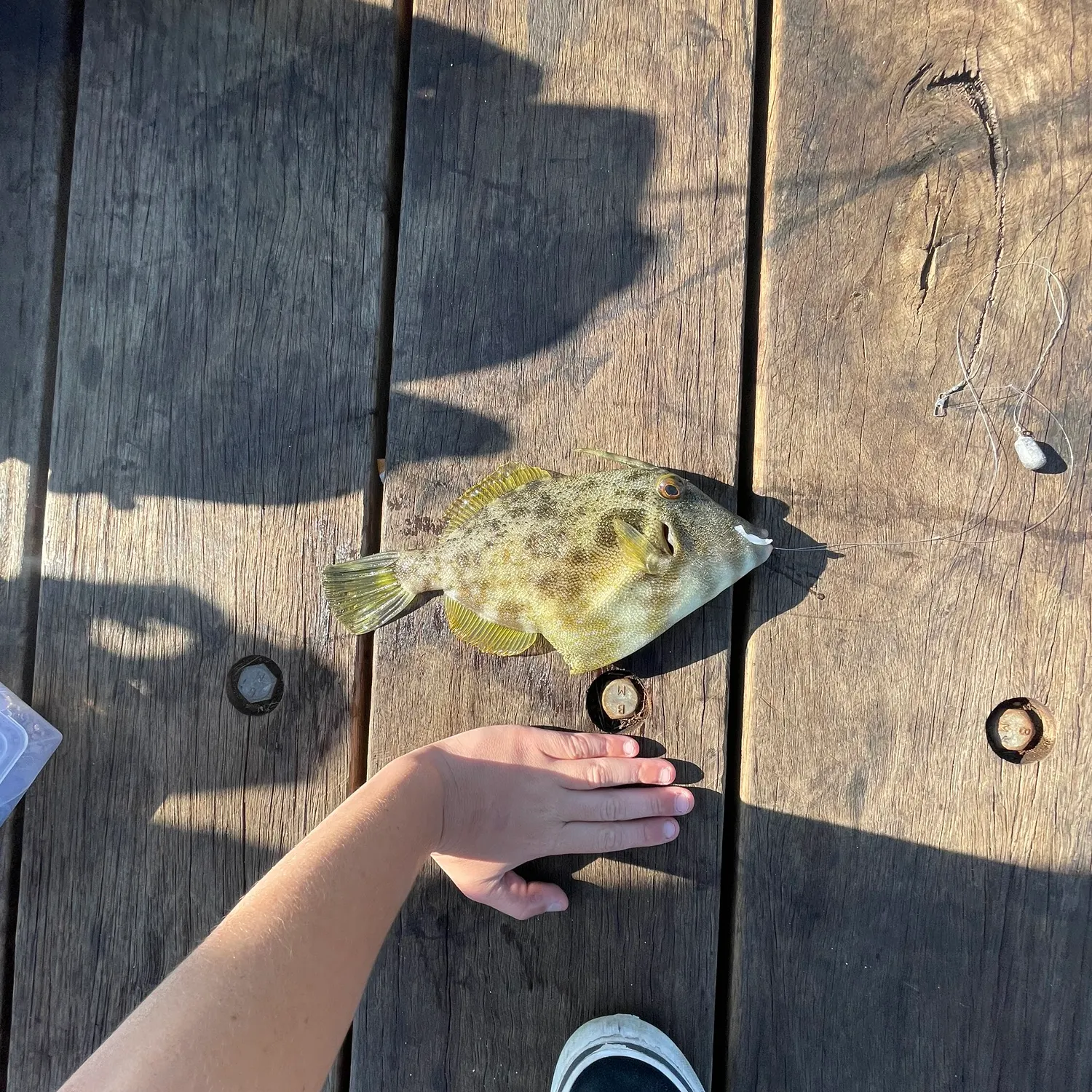 The most recent Black reef leatherjacket catches on Fishbrain