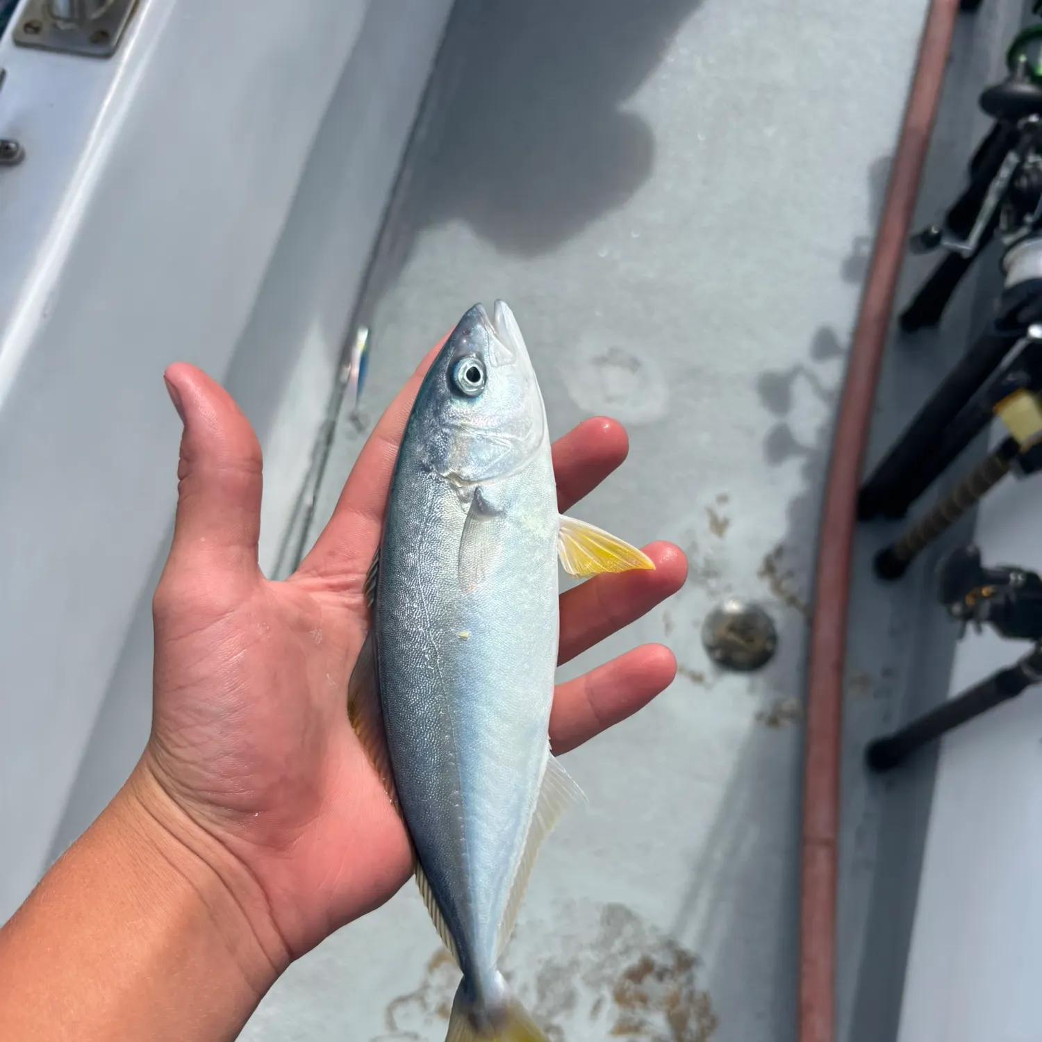 The most recent California yellowtail amberjack catches on Fishbrain