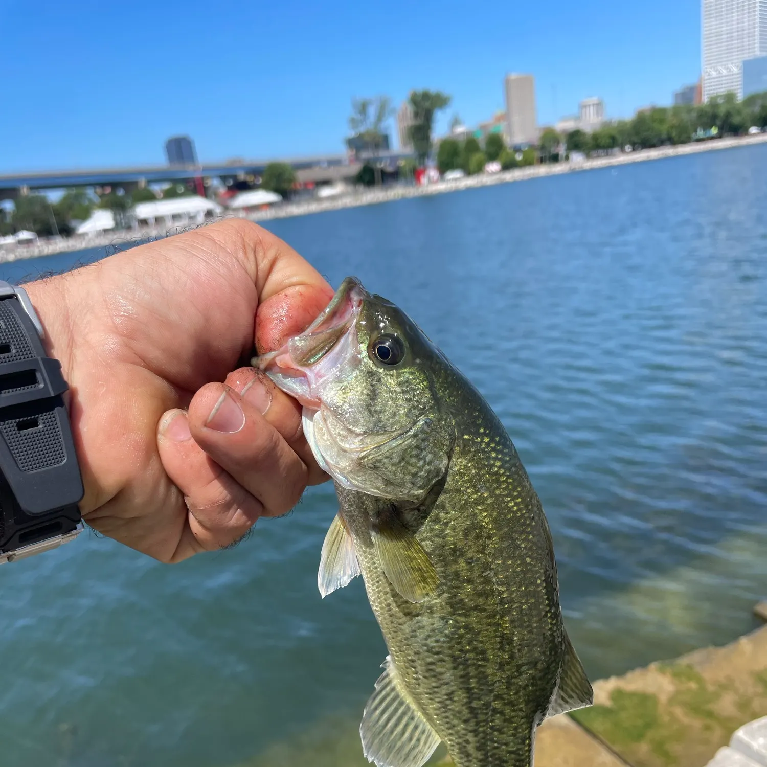 catch