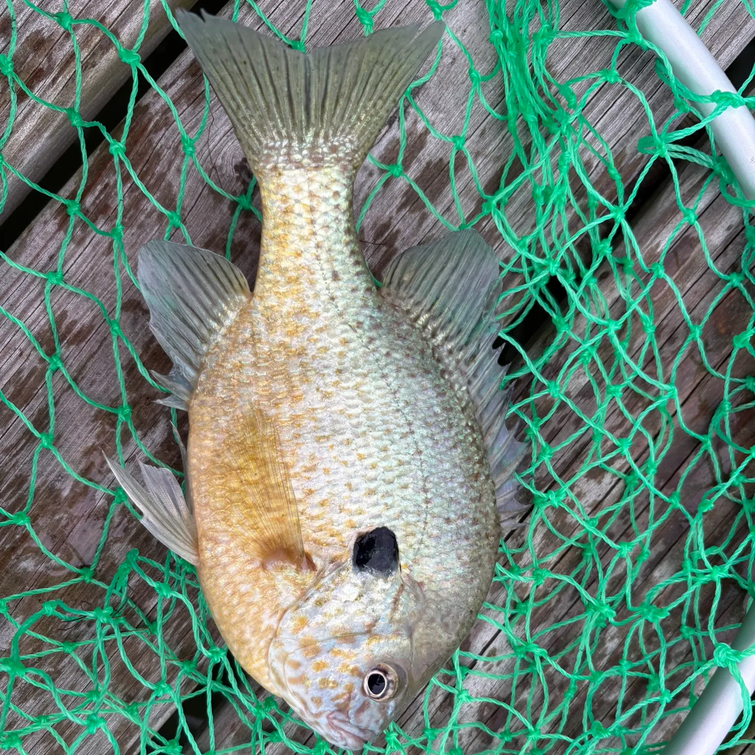 Pumpkinseed caught on Fishbrain