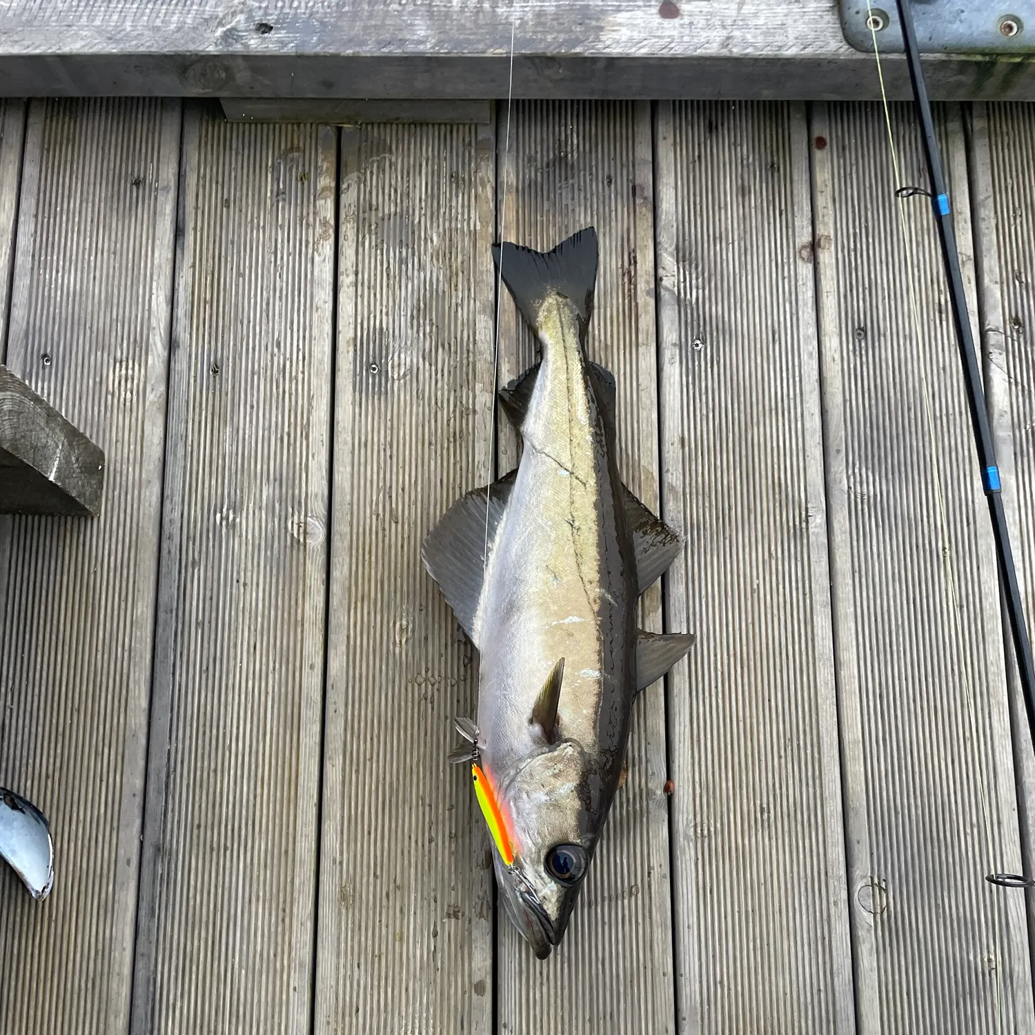 Pollack caught on Fishbrain