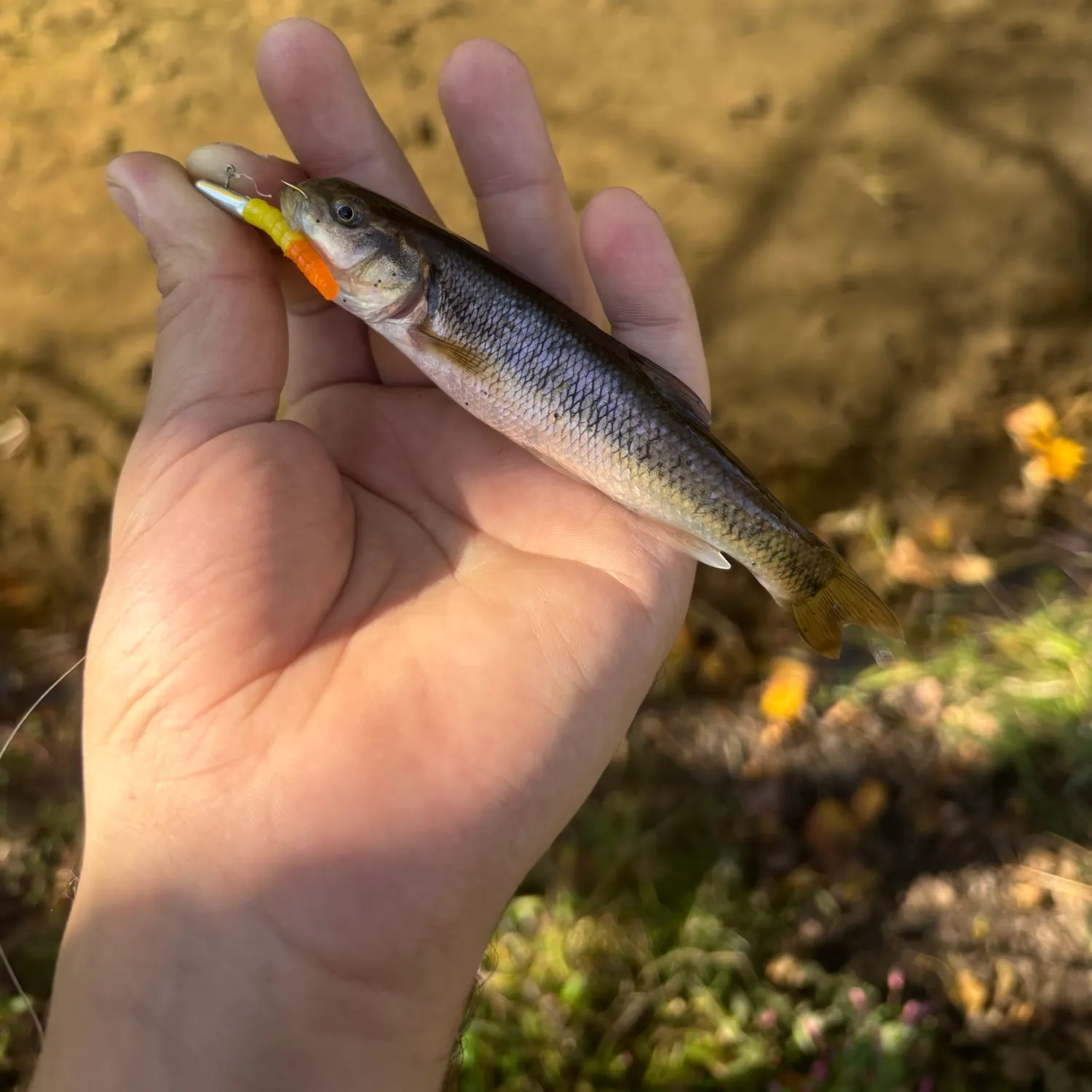 Creek chub caught on Fishbrain