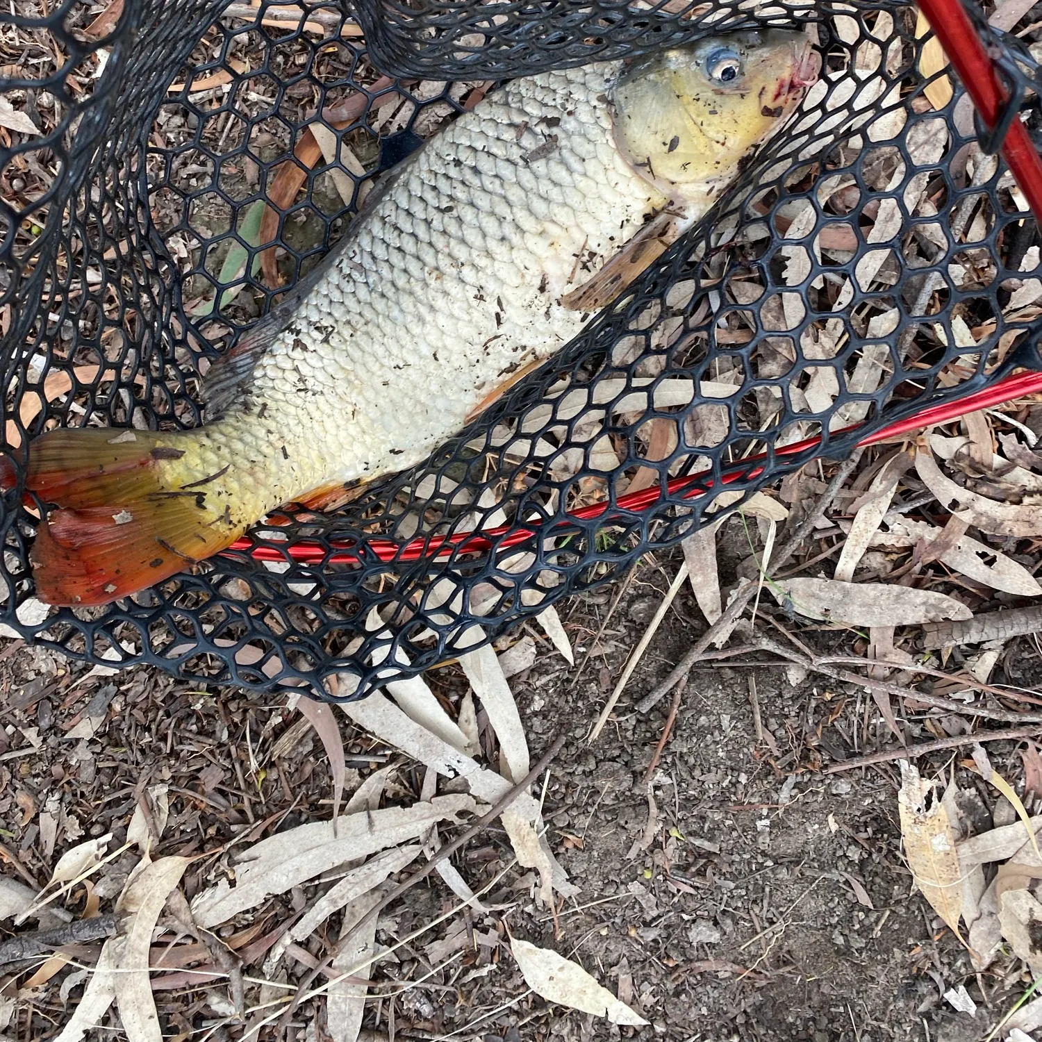 Common carp caught on Fishbrain