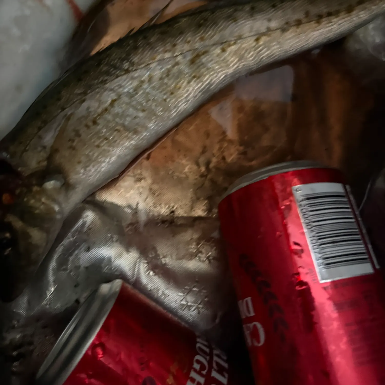 The most recent King George whiting catches on Fishbrain