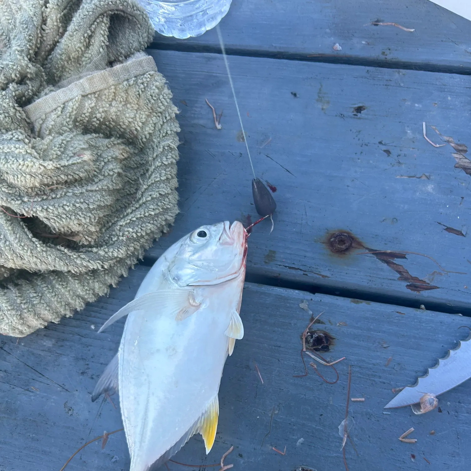Crevalle jack caught on Fishbrain